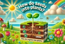 π¬ How Plants Grow for Kids